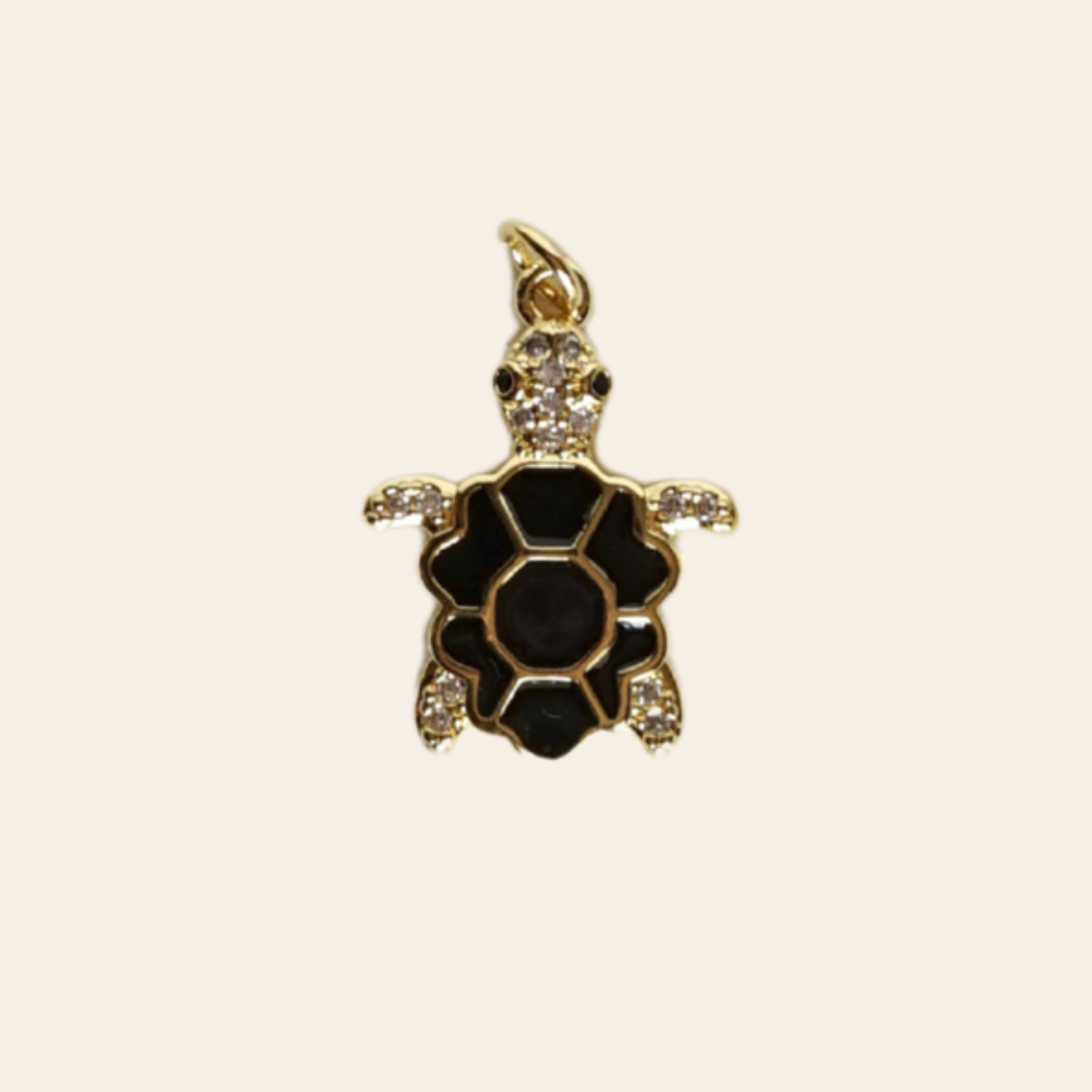 Tortue coloré